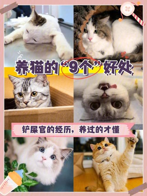 为什么做夜场都喜欢养猫 做夜场女孩养猫