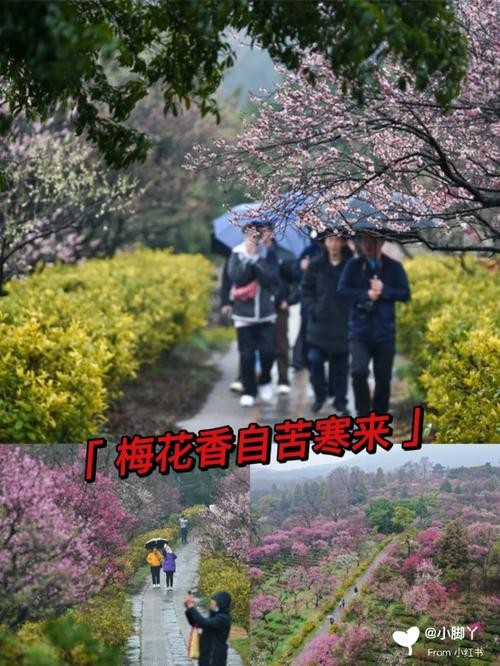 南京梅花山夜场在哪里 南京梅花山电话号码