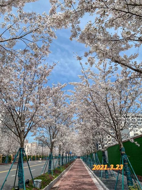 南京樱花夜场在哪里 南京樱花哪里有