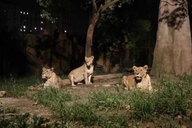 夜场小手指代表什么动物 夜场手势